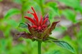 Scarlet Beebalm Ã¢â¬â Monarda didyma